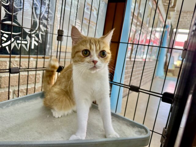 最新画像📸ミヌエット(レッドタビー&ホワイト)女の子♪みたらしちゃんがやって来た! ミヌエット