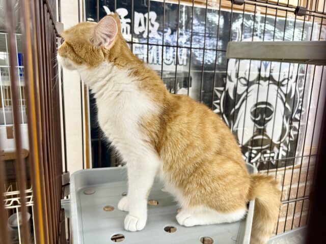 最新画像📸ミヌエット(レッドタビー&ホワイト)女の子♪みたらしちゃんがやって来た! ミヌエット