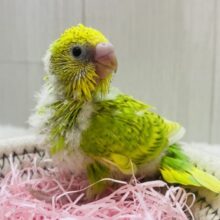 ☘ ̖́-パッと明るさをプレゼント- ̗̀🎁 ̖́-若葉カラーのセキセイインコ(スパングル)🌿‬