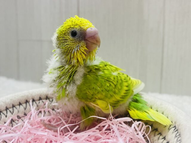 ☘ ̖́-パッと明るさをプレゼント- ̗̀🎁 ̖́-若葉カラーのセキセイインコ(スパングル)🌿‬