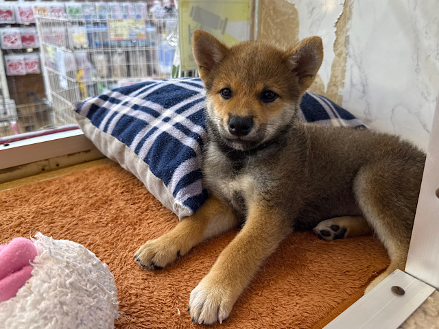 柴犬