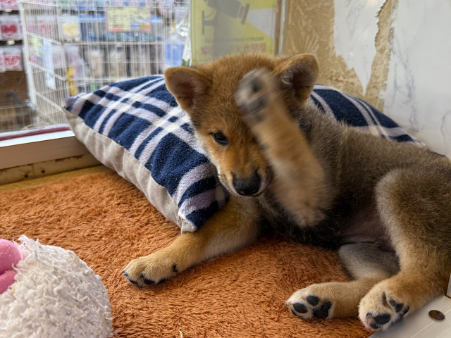 柴犬