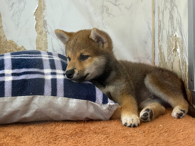 柴犬