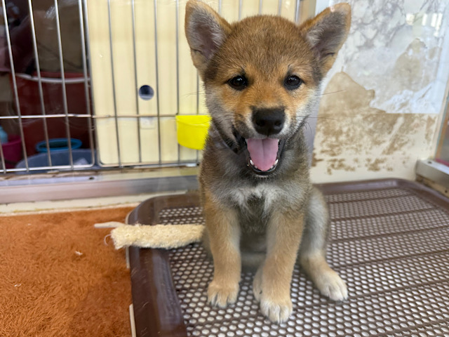 柴犬