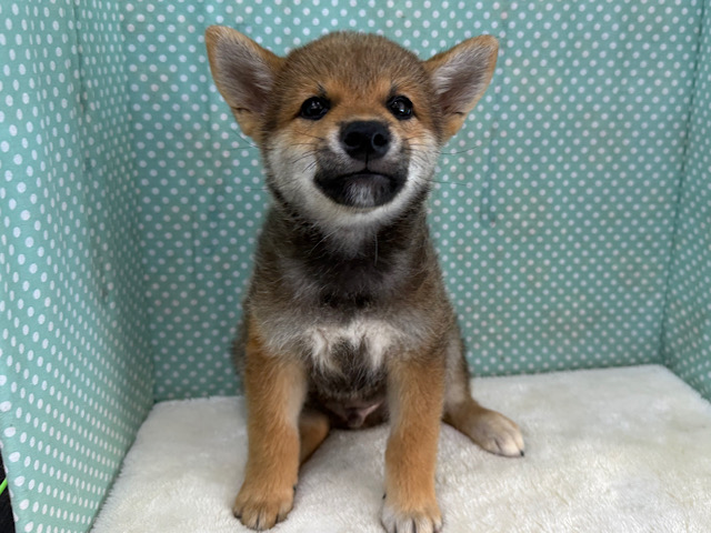 柴犬