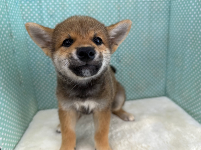 柴犬