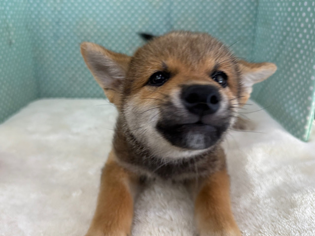 柴犬