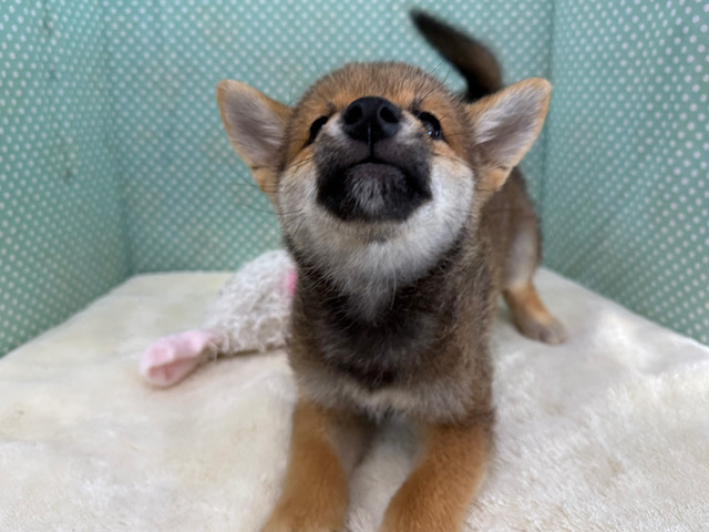 柴犬