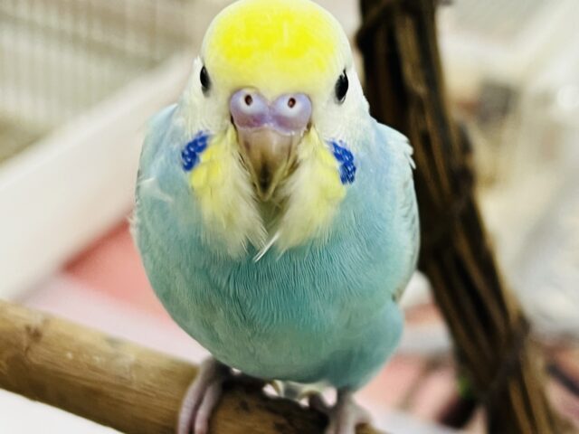 9/13更新べたなれ候補生🩵セキセイインコの雛(レインボースパングル) セキセイインコ