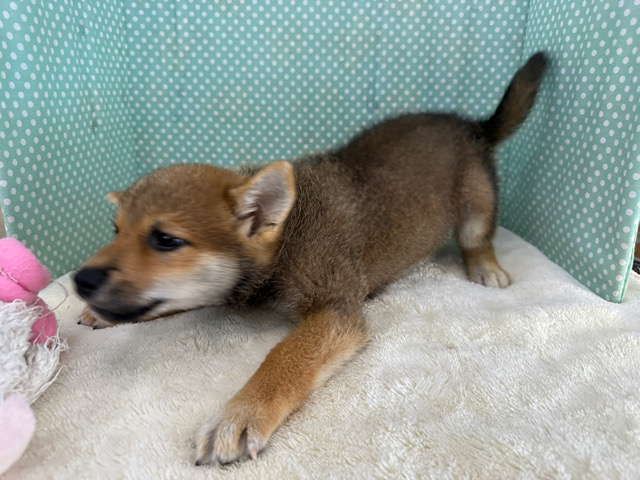 柴犬
