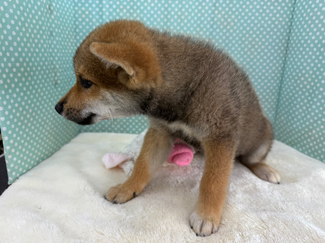 柴犬
