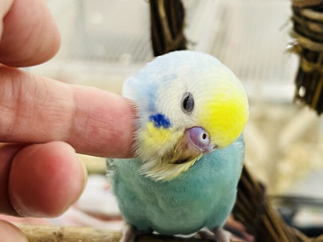 9/13更新べたなれ候補生🩵セキセイインコの雛(レインボースパングル) セキセイインコ