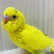 黒が少なめなんです.ᐟ.ᐟもふもふ感の可愛すぎるセキセイインコ🌟⋆꙳黄ハルクイン