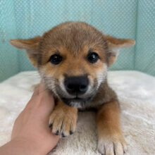 キュルキュルな瞳でロックオン💗甘えん坊な柴犬の男のコきました💫