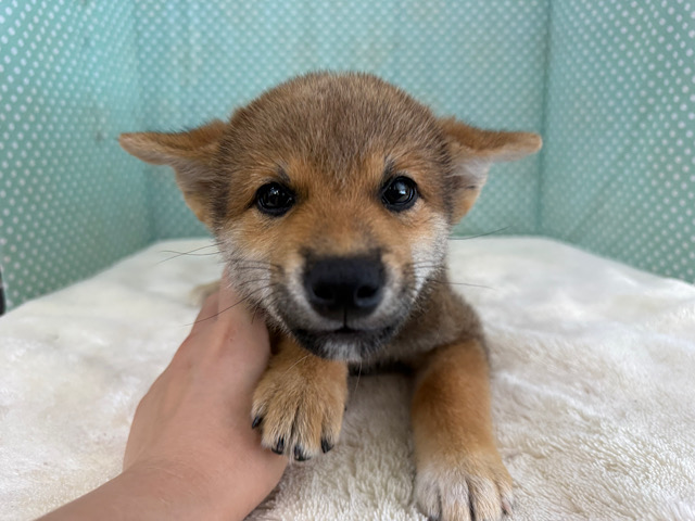 キュルキュルな瞳でロックオン💗甘えん坊な柴犬の男のコきました💫