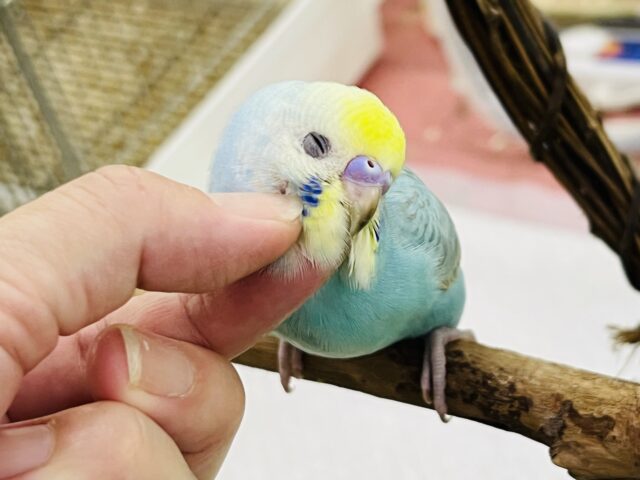 9/13更新べたなれ候補生🩵セキセイインコの雛(レインボースパングル) セキセイインコ