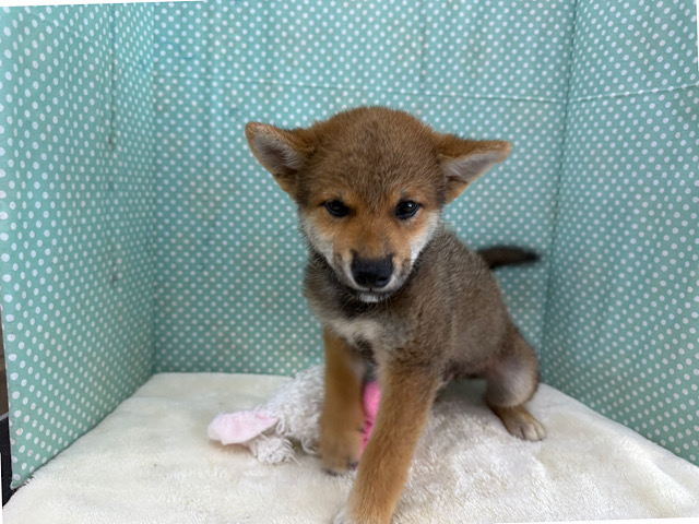 柴犬