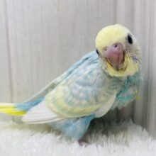 フワフワわたあめちゃん🫧淡くて可愛すぎる💕セキセイインコのパステルレインボー❣️