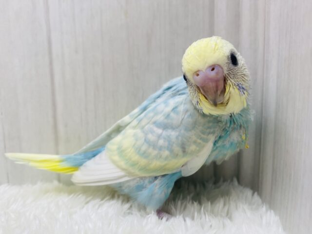 フワフワわたあめちゃん🫧淡くて可愛すぎる💕セキセイインコのパステルレインボー❣️