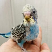 ドヤっと‼️ビッシリ入る模様が素敵なセキセイインコ💛(ノーマルイエローフェイス)