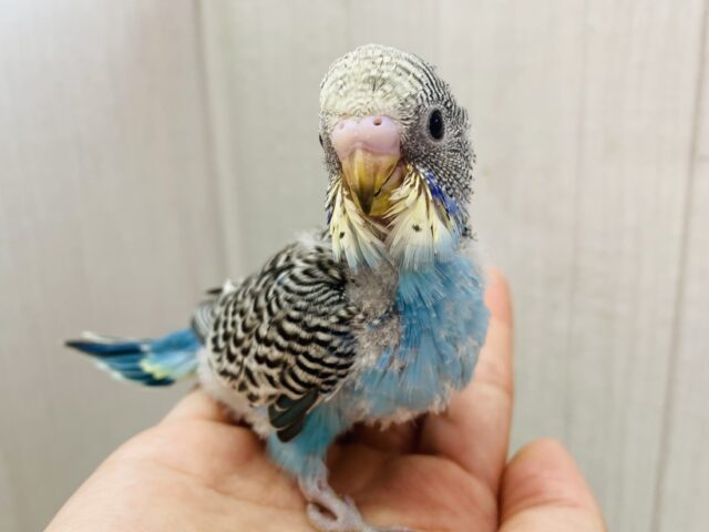 ドヤっと‼️ビッシリ入る模様が素敵なセキセイインコ💛(ノーマルイエローフェイス)