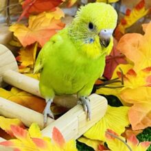 目指すはジャンボ⁈セキセイインコ（グリーンスパングル）