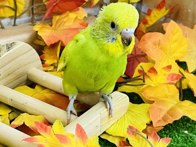 目指すはジャンボ⁈セキセイインコ（グリーンスパングル）