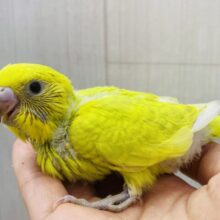 鮮やか〜なドレスを纏ってます👗✨セキセイインコのウィング系！！
