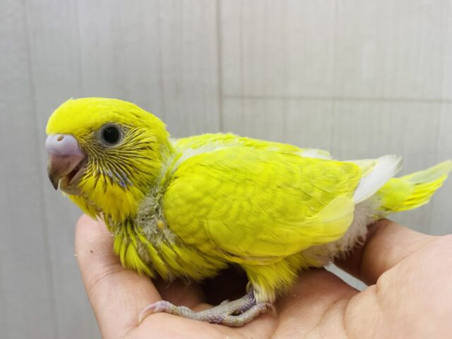 鮮やか〜なドレスを纏ってます👗✨セキセイインコのウィング系！！