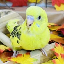 むっちり♡セキセイインコ（イエローハルクイン）