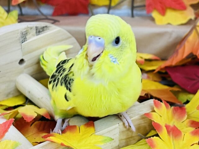 むっちり♡セキセイインコ（イエローハルクイン）