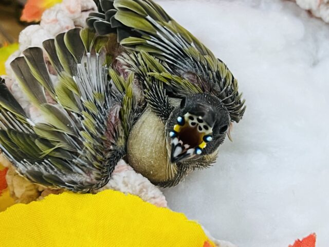 コキンチョウ
