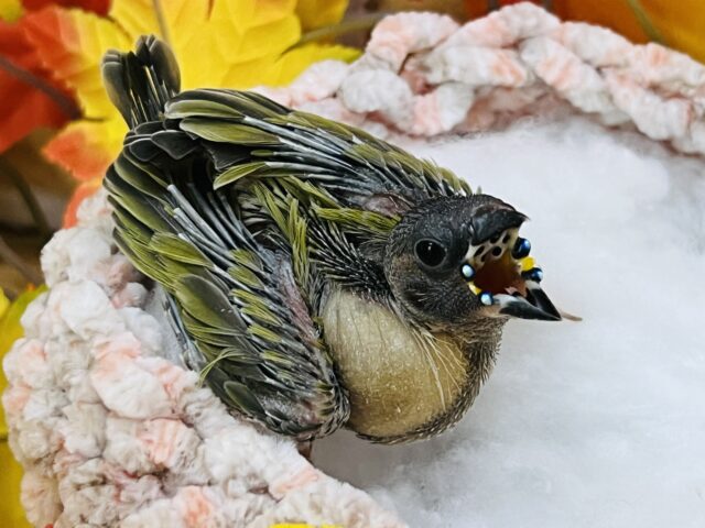 コキンチョウ