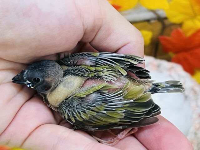 コキンチョウ
