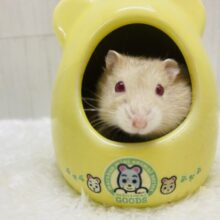 ルビーアイ❤️𓈒𓏸優しく見守ってね♪♪キャンベルハムスター🐹