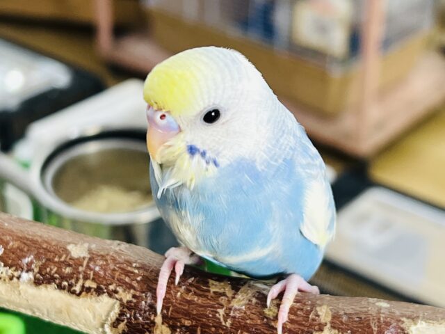 9/17更新☆クリーム溢れる🎶セキセイインコ(パステルレインボーパイド) セキセイインコ