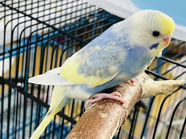 9/17更新☆クリーム溢れる🎶セキセイインコ(パステルレインボーパイド) セキセイインコ