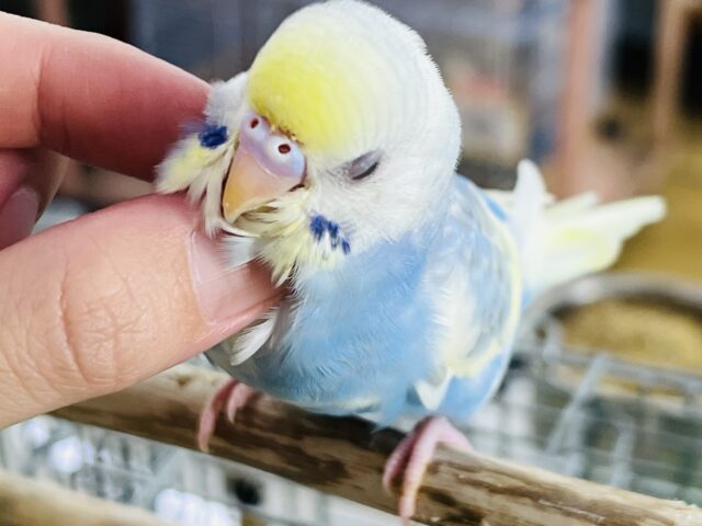 9/17更新☆クリーム溢れる🎶セキセイインコ(パステルレインボーパイド) セキセイインコ