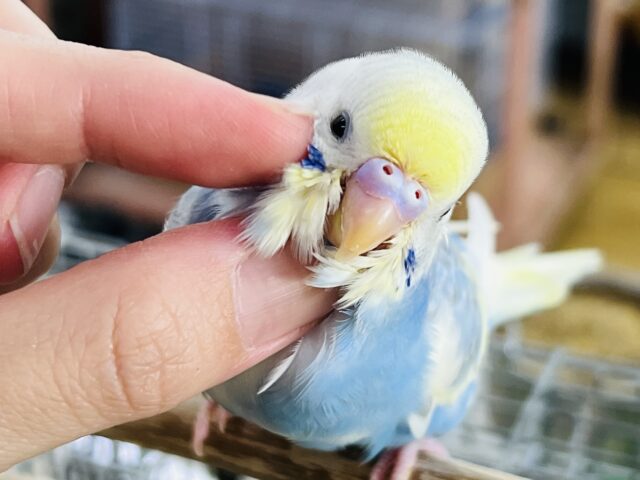 9/17更新☆クリーム溢れる🎶セキセイインコ(パステルレインボーパイド) 9/17更新☆クリーム溢れる🎶セキセイインコ(パステルレインボーパイド)