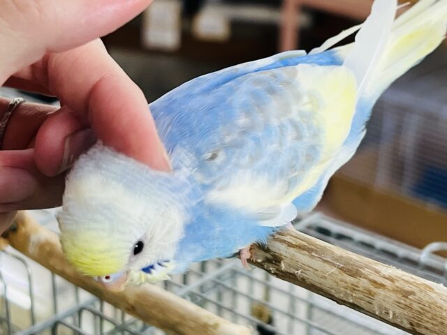 9/17更新☆クリーム溢れる🎶セキセイインコ(パステルレインボーパイド) セキセイインコ