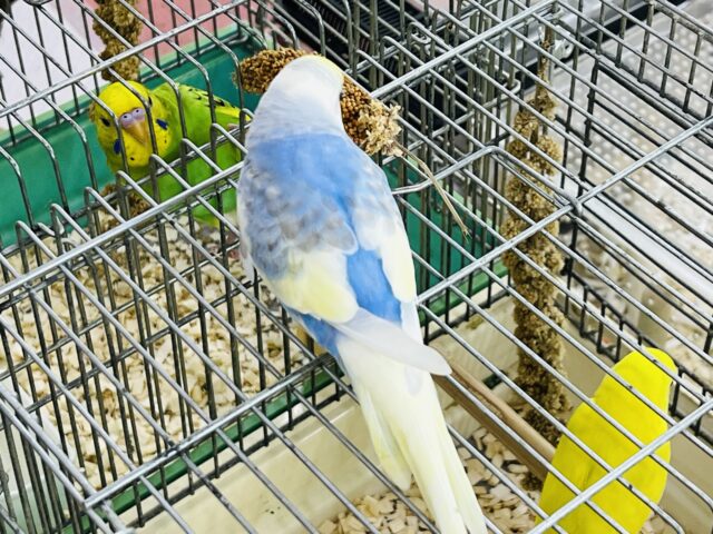 9/17更新☆クリーム溢れる🎶セキセイインコ(パステルレインボーパイド) セキセイインコ