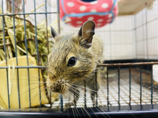 デグー