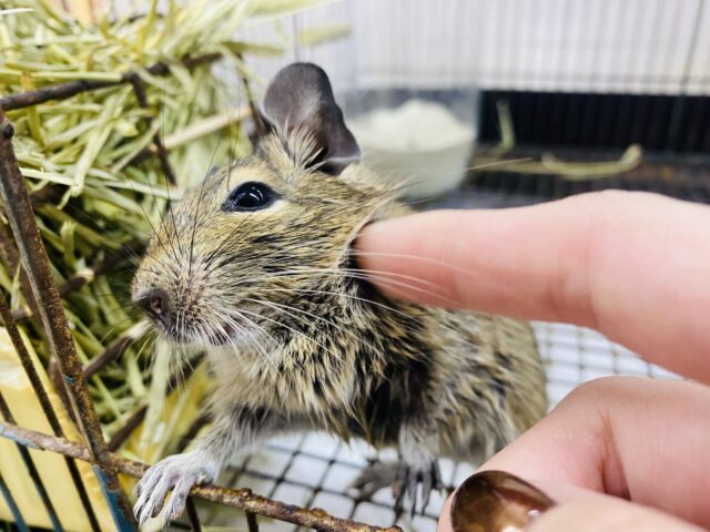 デグー