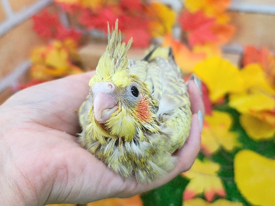 オカメインコ