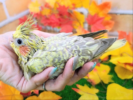 オカメインコ