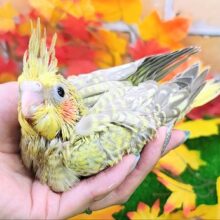 黄色の斑点模様💛💛オカメインコのヒナ(シナモンパール)入荷しました❤️