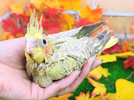 黄色の斑点模様💛💛オカメインコのヒナ(シナモンパール)入荷しました❤️