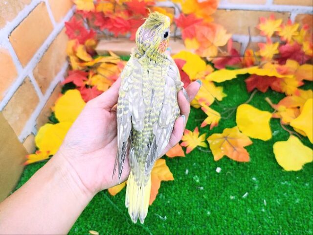 オカメインコ