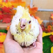 大きい瞳がキラっ✨オカメインコのヒナ(ルチノー)入荷しました❤️