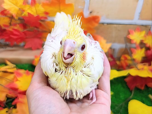 大きい瞳がキラっ✨オカメインコのヒナ(ルチノー)入荷しました❤️